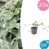La Green Touch - Lierre commun 'glacier' x20 – entre 1,25 et 1,67m2 Online
