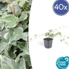 La Green Touch - Lierre commun 'glacier' x40 – entre 2,5 et 3,33m2 Sale