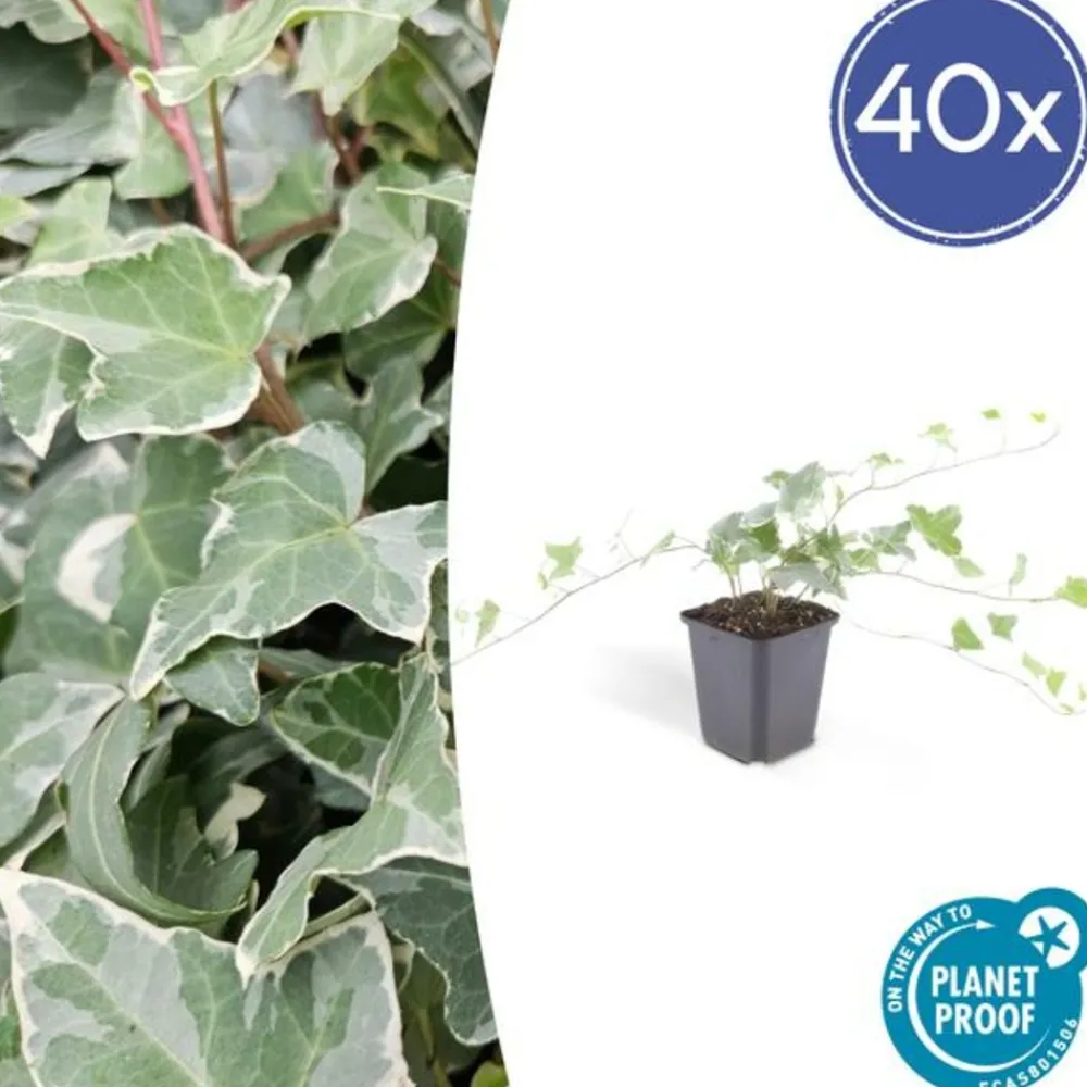 La Green Touch - Lierre commun 'glacier' x40 – entre 2,5 et 3,33m2 Sale