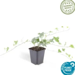 La Green Touch - Lierre commun 'glacier' x40 – entre 2,5 et 3,33m2 Sale