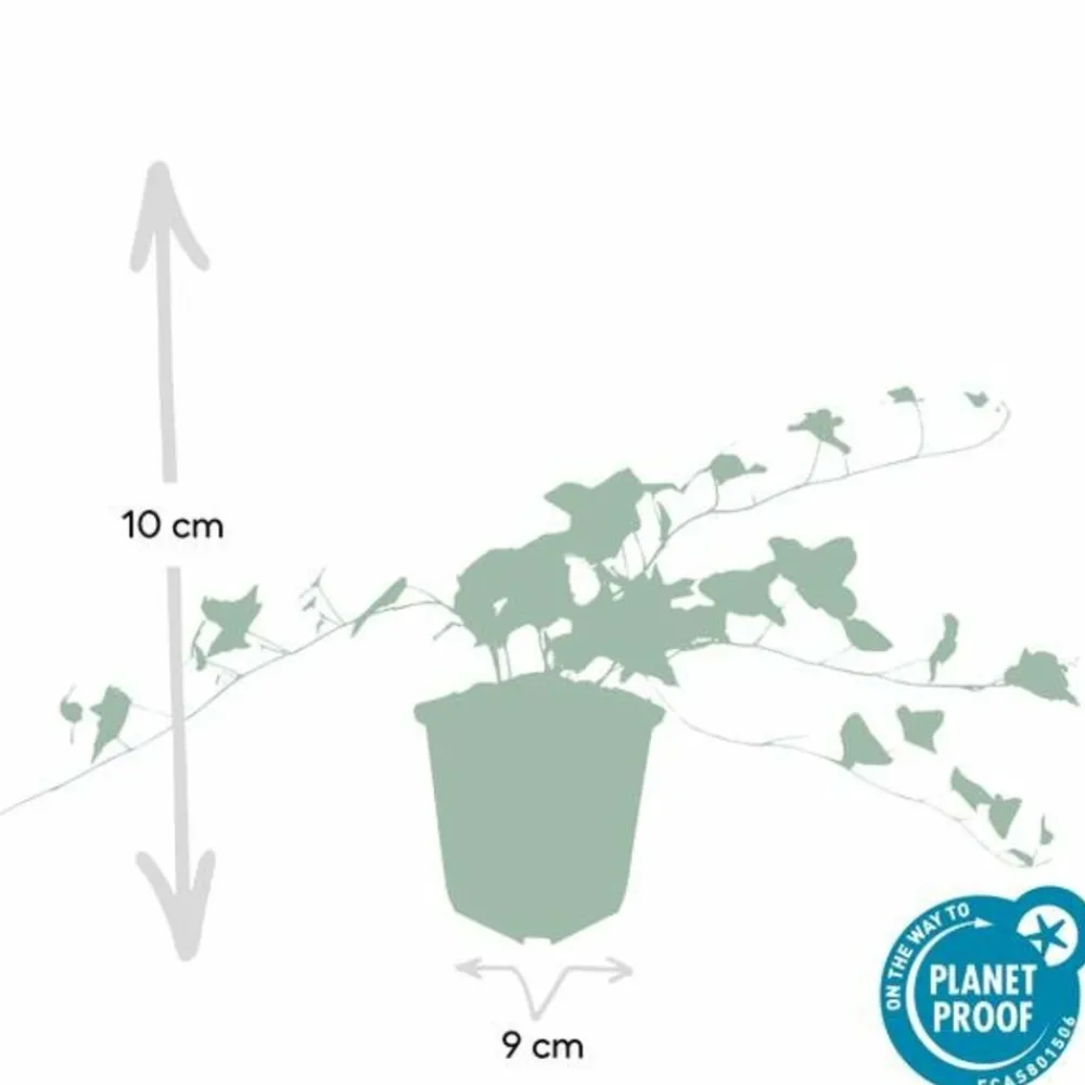 La Green Touch - Lierre commun 'glacier' x40 – entre 2,5 et 3,33m2 Sale