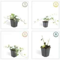 La Green Touch - Lierre commun 'glacier' x40 – entre 2,5 et 3,33m2 Sale