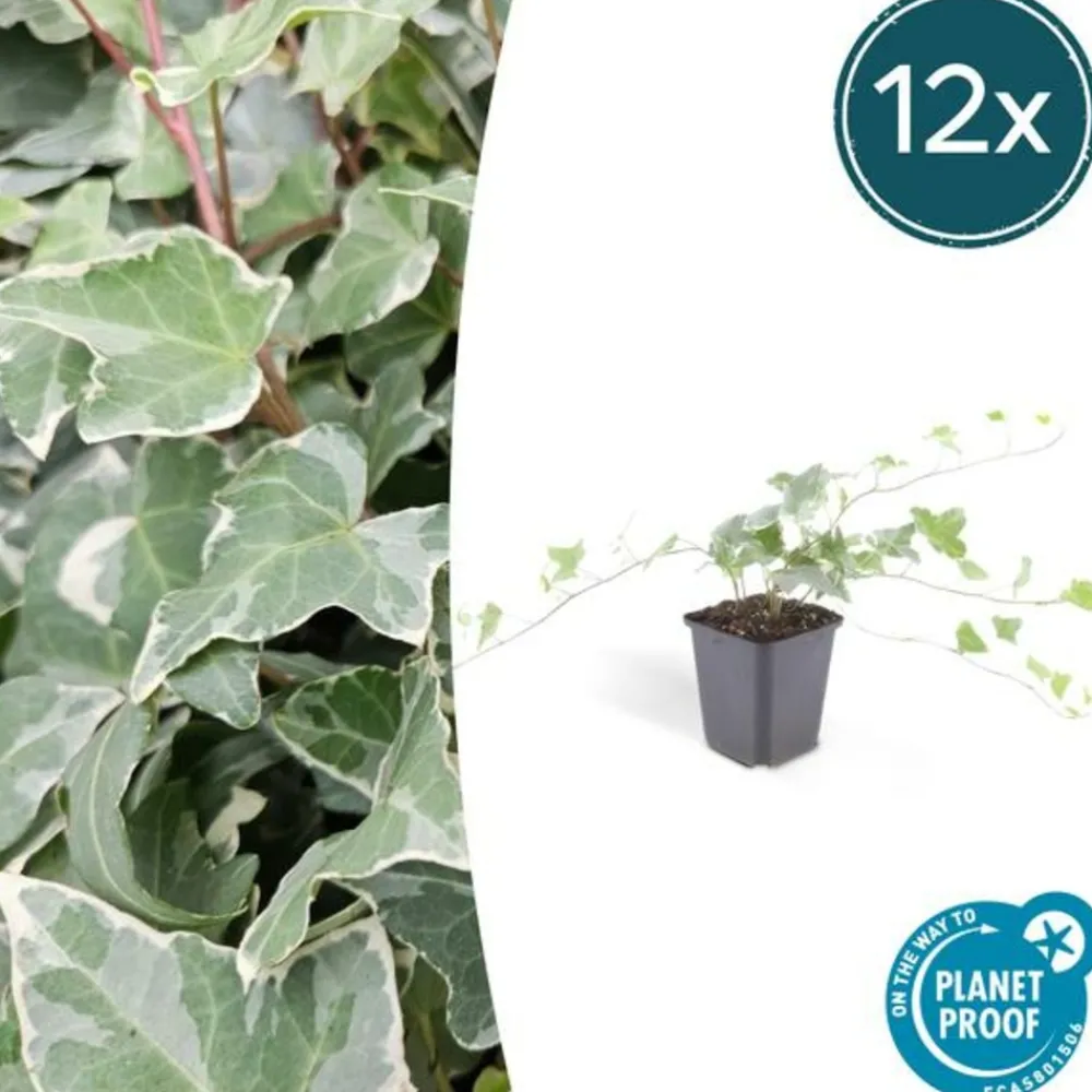 La Green Touch - Lierre commun 'glacier' x40 – entre 2,5 et 3,33m2 Sale