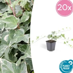 La Green Touch - Lierre commun 'glacier' x40 – entre 2,5 et 3,33m2 Sale
