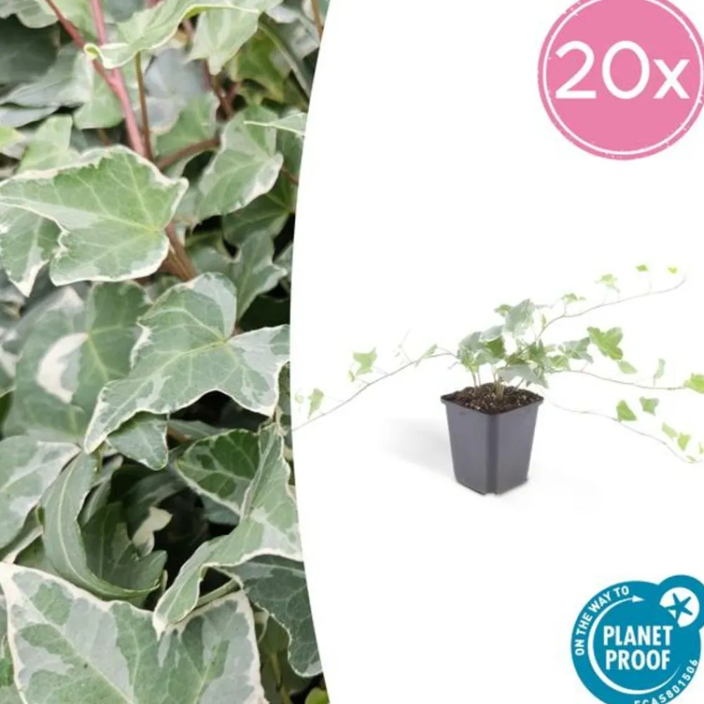 La Green Touch - Lierre commun 'glacier' x40 – entre 2,5 et 3,33m2 Sale