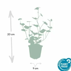 La Green Touch - Lierre d'irlande x12 – entre 0,75 et 1m2 New