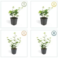 La Green Touch - Lierre d'irlande x12 – entre 0,75 et 1m2 New
