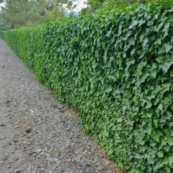 La Green Touch - Lierre d'irlande x12 – entre 0,75 et 1m2 New