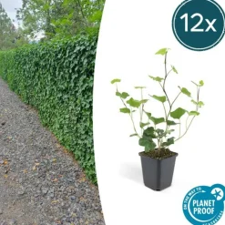 La Green Touch - Lierre d'irlande x12 – entre 0,75 et 1m2 New