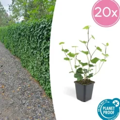 La Green Touch - Lierre d'irlande x12 – entre 0,75 et 1m2 New