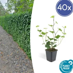 La Green Touch - Lierre d'irlande x12 – entre 0,75 et 1m2 New