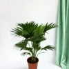 La Green Touch Plantes Méditerranéennes | - Livistona rotundifolia h70cm 70cm - plante d'intérieur
