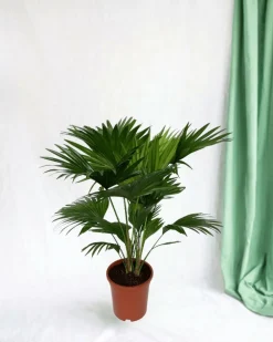 La Green Touch Plantes Méditerranéennes | - Livistona rotundifolia h70cm 70cm - plante d'intérieur