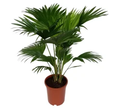 La Green Touch Plantes Méditerranéennes | - Livistona rotundifolia h70cm 70cm - plante d'intérieur