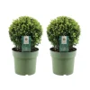 La Green Touch - Lot de 2 ilex crenata 'jenny' ø20cm New