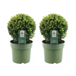 La Green Touch - Lot de 2 ilex crenata 'jenny' ø20cm New