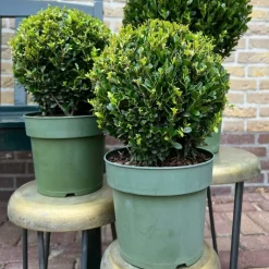 La Green Touch - Lot de 2 ilex crenata 'jenny' ø20cm New