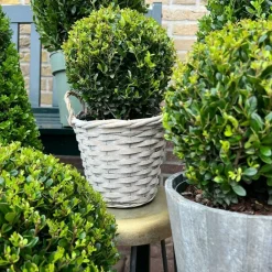 La Green Touch - Lot de 2 ilex crenata 'jenny' ø20cm New