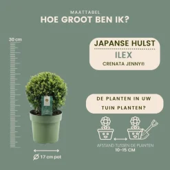 La Green Touch - Lot de 2 ilex crenata 'jenny' ø20cm New