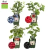 La Green Touch Arbres Et Arbustes | - Lot de 4 plantes fruitières