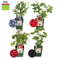 La Green Touch Arbres Et Arbustes | - Lot de 4 plantes fruitières