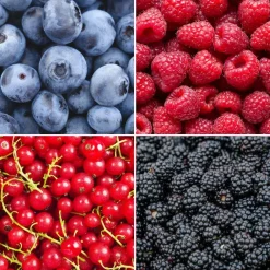 La Green Touch Arbres Et Arbustes | - Lot de 4 plantes fruitières