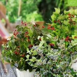 La Green Touch Arbres Et Arbustes | - Lot de 4 plantes fruitières