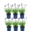 La Green Touch Plantes Méditerranéennes | - Lot de 6 pots de lavande anouk® - d12cm - plante d'extérieur