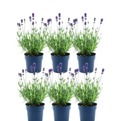 La Green Touch Plantes Méditerranéennes | - Lot de 6 pots de lavande anouk® - d12cm - plante d'extérieur