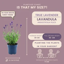 La Green Touch Plantes Méditerranéennes | - Lot de 6 pots de lavande anouk® - d12cm - plante d'extérieur