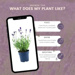 La Green Touch Plantes Méditerranéennes | - Lot de 6 pots de lavande anouk® - d12cm - plante d'extérieur
