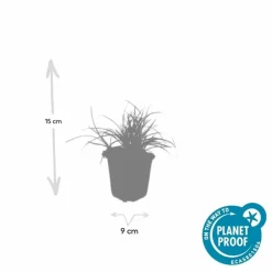 La Green Touch Plantes Vivaces | - Luzule blanche x20 – entre 1,25 et 1,67m2