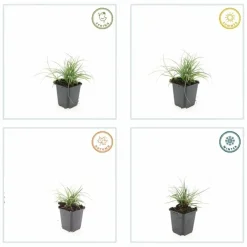 La Green Touch Plantes Vivaces | - Luzule blanche x20 – entre 1,25 et 1,67m2