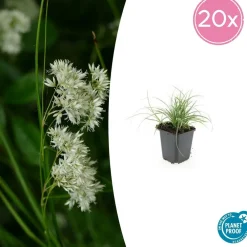 La Green Touch Plantes Vivaces | - Luzule blanche x20 – entre 1,25 et 1,67m2