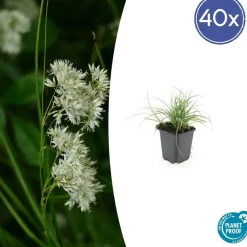 La Green Touch Plantes Vivaces | - Luzule blanche x20 – entre 1,25 et 1,67m2