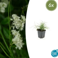 La Green Touch - Luzule blanche x6 – entre 0,38 et 0,5m2 Best
