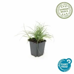 La Green Touch - Luzule blanche x6 – entre 0,38 et 0,5m2 Best