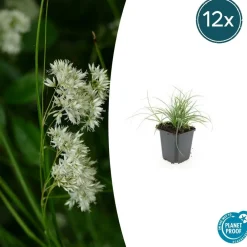 La Green Touch - Luzule blanche x6 – entre 0,38 et 0,5m2 Best