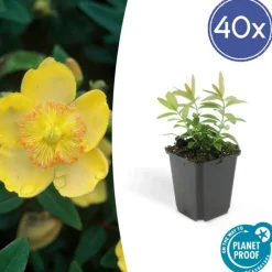 La Green Touch - Millepertuis à grandes fleurs x40 – entre 2,5 et 3,33m2 Outlet