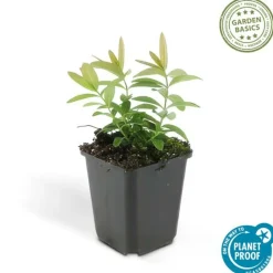 La Green Touch - Millepertuis à grandes fleurs x40 – entre 2,5 et 3,33m2 Outlet