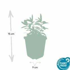 La Green Touch - Millepertuis à grandes fleurs x40 – entre 2,5 et 3,33m2 Outlet