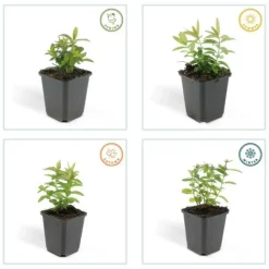 La Green Touch - Millepertuis à grandes fleurs x40 – entre 2,5 et 3,33m2 Outlet
