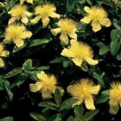 La Green Touch - Millepertuis à grandes fleurs x40 – entre 2,5 et 3,33m2 Outlet