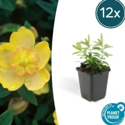 La Green Touch - Millepertuis à grandes fleurs x40 – entre 2,5 et 3,33m2 Outlet