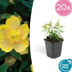 La Green Touch - Millepertuis à grandes fleurs x40 – entre 2,5 et 3,33m2 Outlet