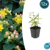 La Green Touch - Millepertuis inodore 'annebel' x12 – entre 0,75 et 1m2 Outlet