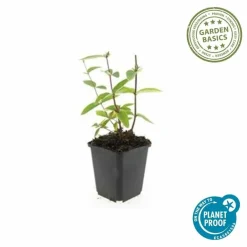 La Green Touch - Millepertuis inodore 'annebel' x12 – entre 0,75 et 1m2 Outlet