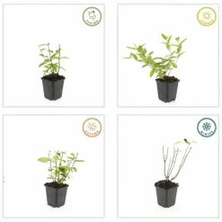 La Green Touch - Millepertuis inodore 'annebel' x12 – entre 0,75 et 1m2 Outlet