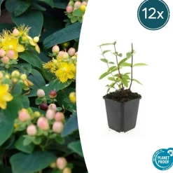 La Green Touch - Millepertuis inodore 'annebel' x12 – entre 0,75 et 1m2 Outlet