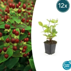 La Green Touch - Millepertuis inodore 'beauty' x12 – entre 0,75 et 1m2
